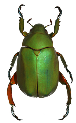 Chrysina baileyana